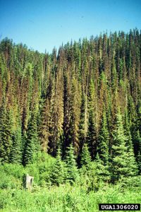 Spruce trees killed by spruce bark beetle. Photo by Daniel Miller, USDA Forest Service, Bugwood.org