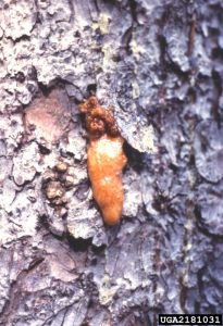 Spruce bark beetle pitch tube. Photo by Darren Blackford, USDA Forest Service, Bugwood.org