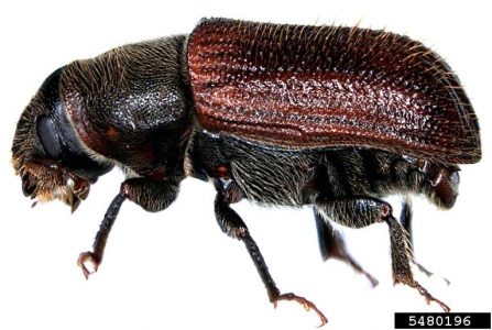 Spruce bark beetle adult. Adults are approximately 1/4inch long and reddish-brown to black. Photo by M. O’Donnell and A. Cline Wood Boring Beetle Families, USDA APHIS ITP, Bugwood.org