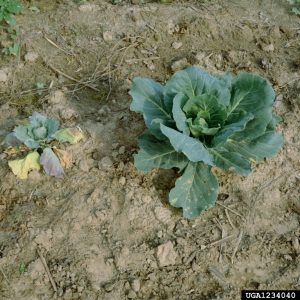 Cabbage stunted from root maggot damage. Photo by Clemson University, bugwood.org